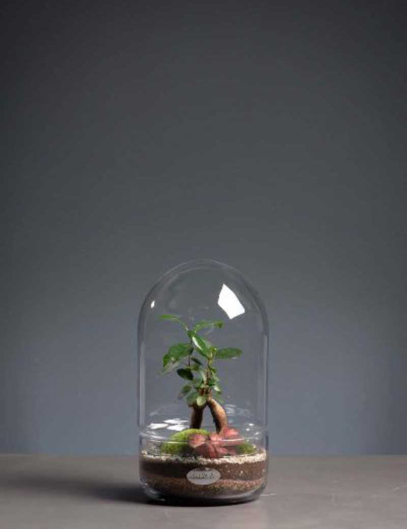 NIWA DESIGN C2 ICONIC TERRARIUM