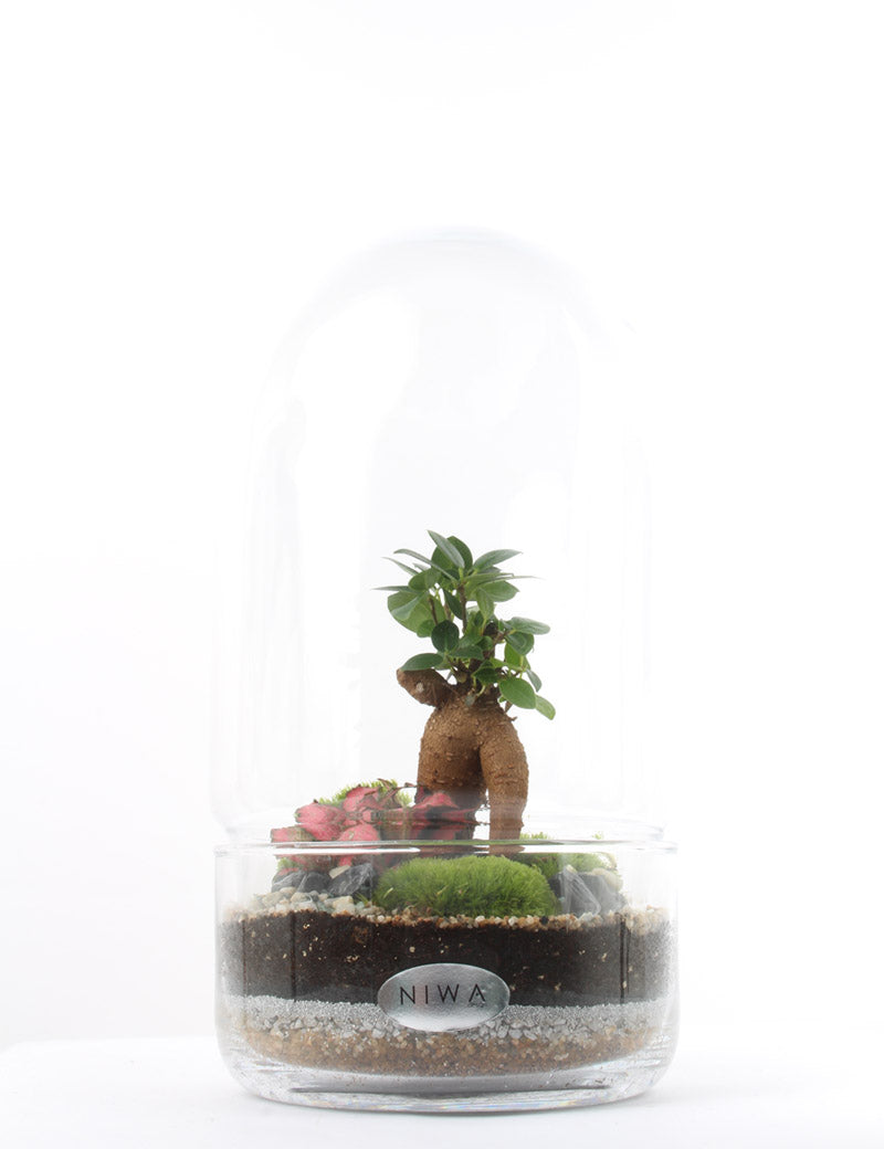 NIWA DESIGN C2 ICONIC TERRARIUM