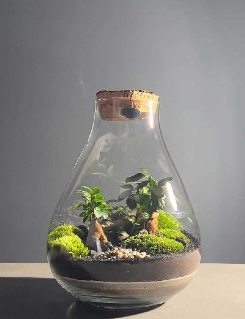 Niwa Design Drop L Terrarium