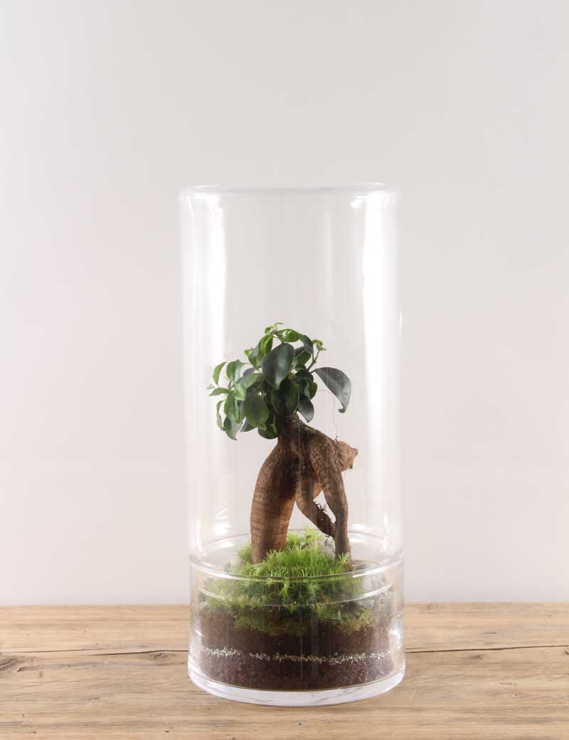 Green Factory Jungle Tower Medium Terrarium