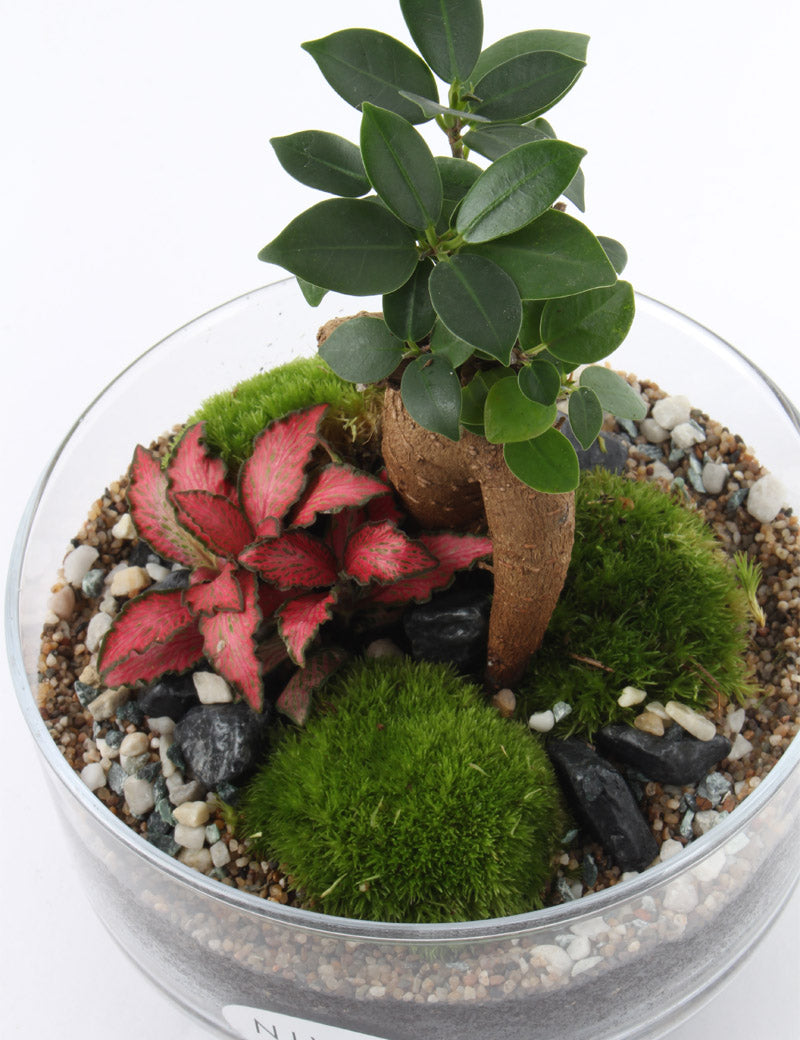 NIWA DESIGN C2 ICONIC TERRARIUM
