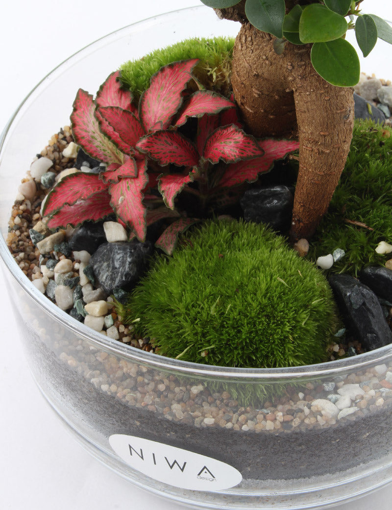 NIWA DESIGN C2 ICONIC TERRARIUM