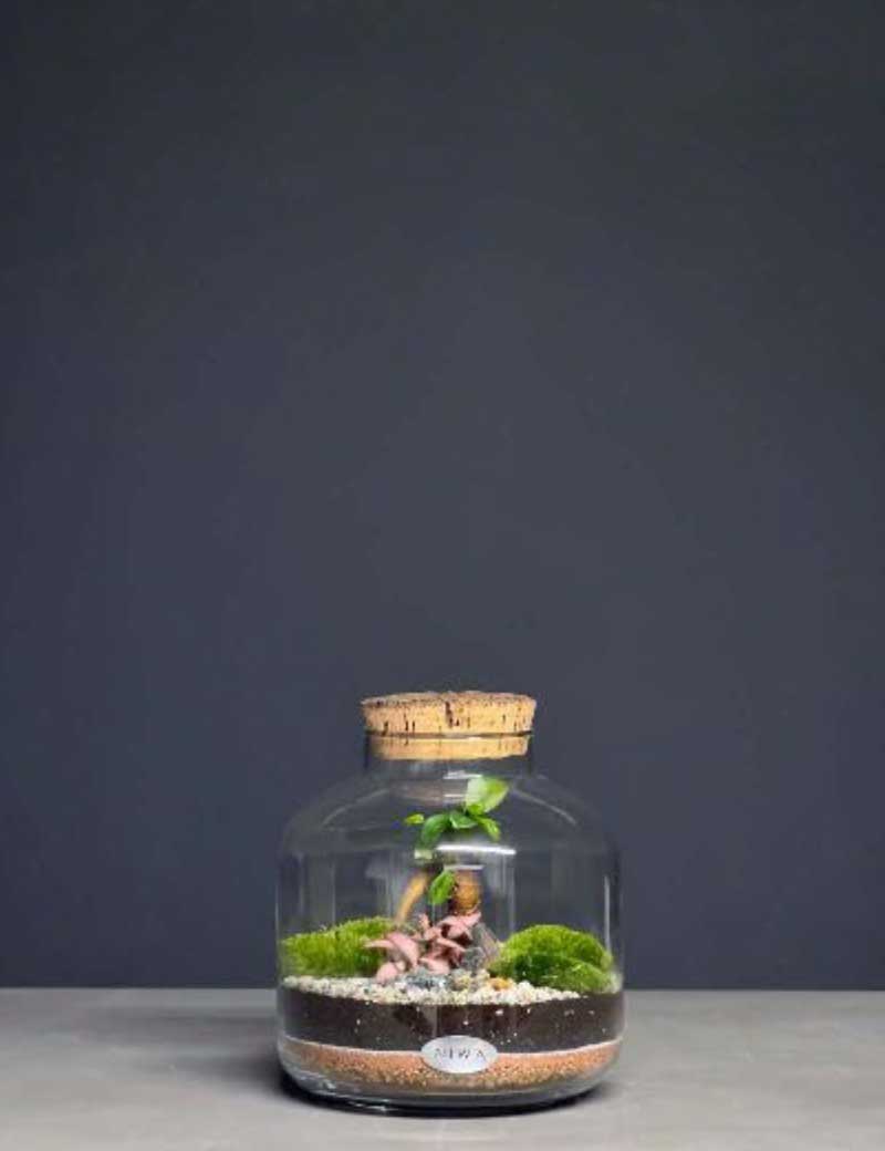 NIWA DESIGN BABY ROOTS TERRARIUM