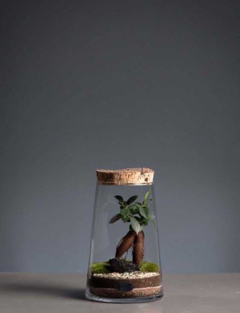 Niwa Design Connect Tourmaline Terrarium