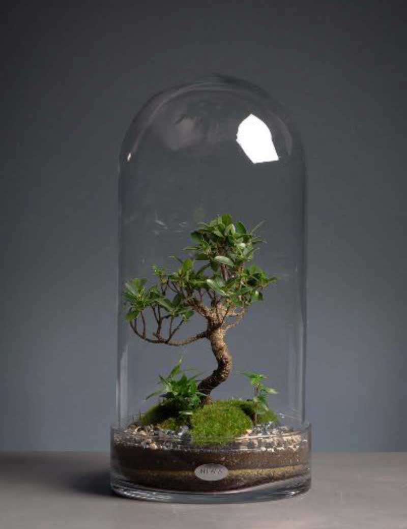 Niwa Design Curiosity Terrarium