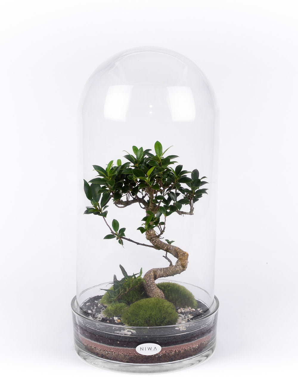 NIWA DESIGN CURIOSITY TERRARIUM 