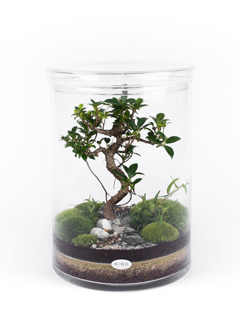 NIWA DESIGN CYLINDER TERRARIUM