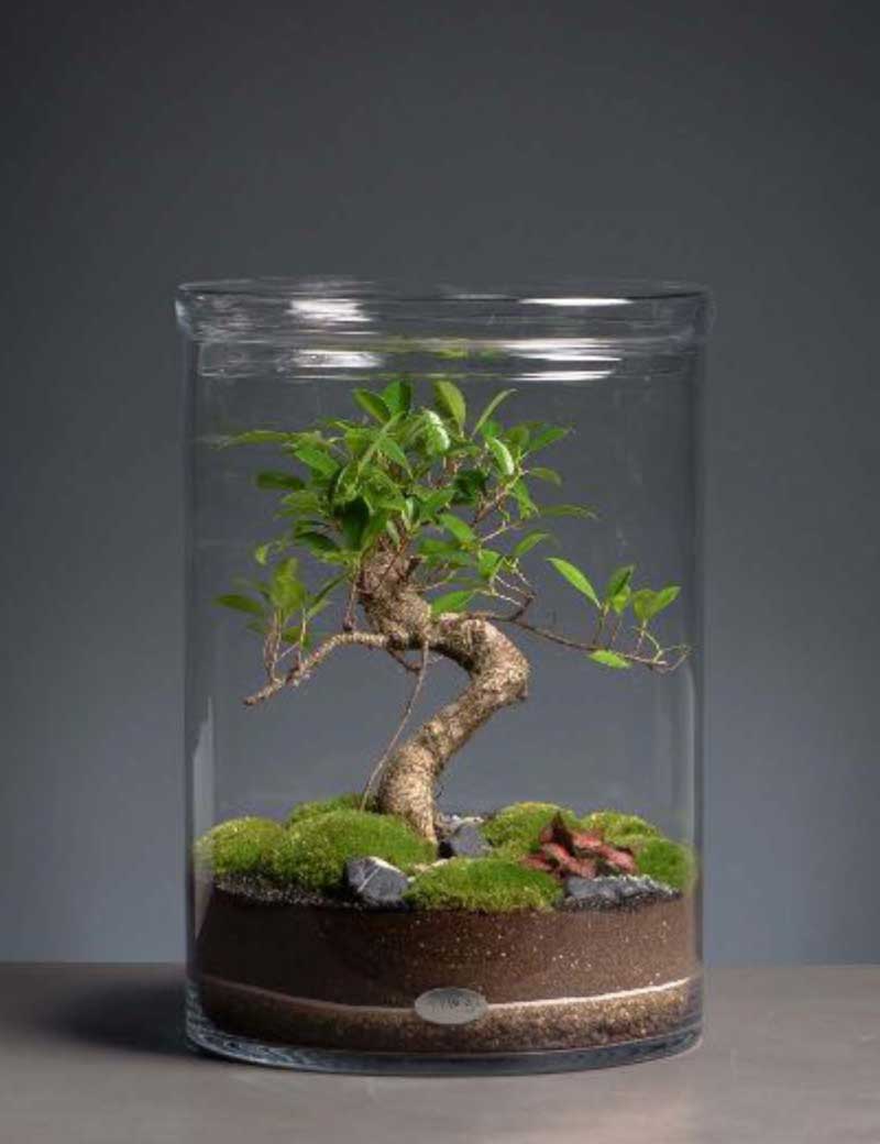 Niwa Design Cylinder Terrarium