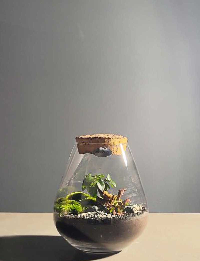 Niwa Design Drop Terrarium