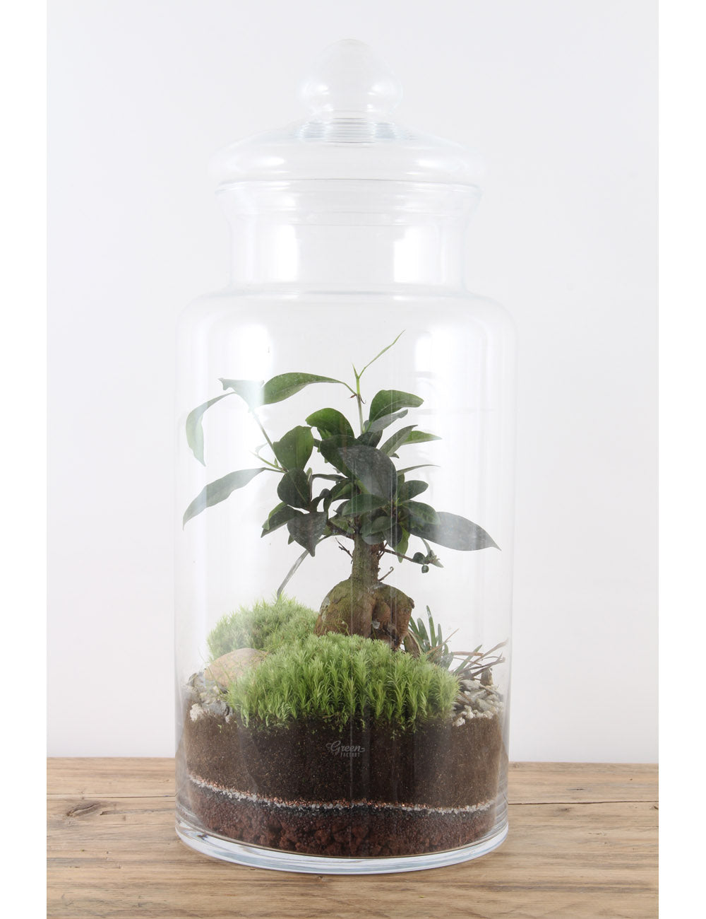 Green Factory Prairie Large Terrarium