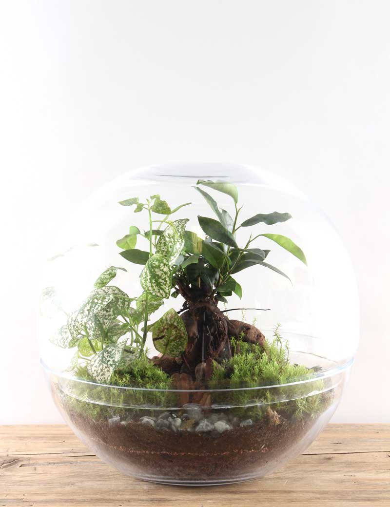 Green Factory Forest Moon Large Terrarium