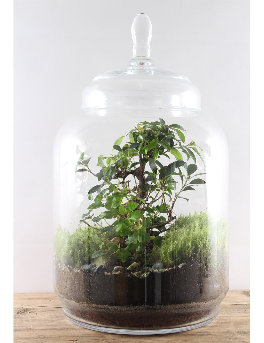 Green Factory Jungle Jar Large Terrarium