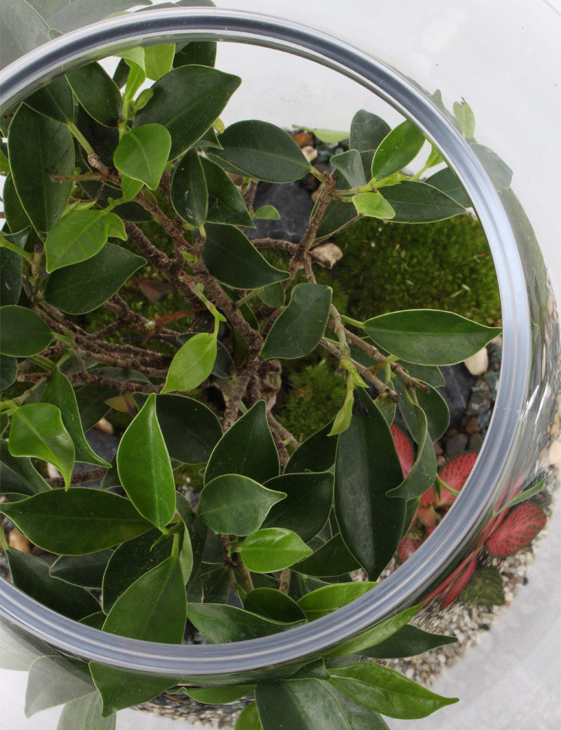 NIWA DESIGN CHIARA SMALL TERRARIUM