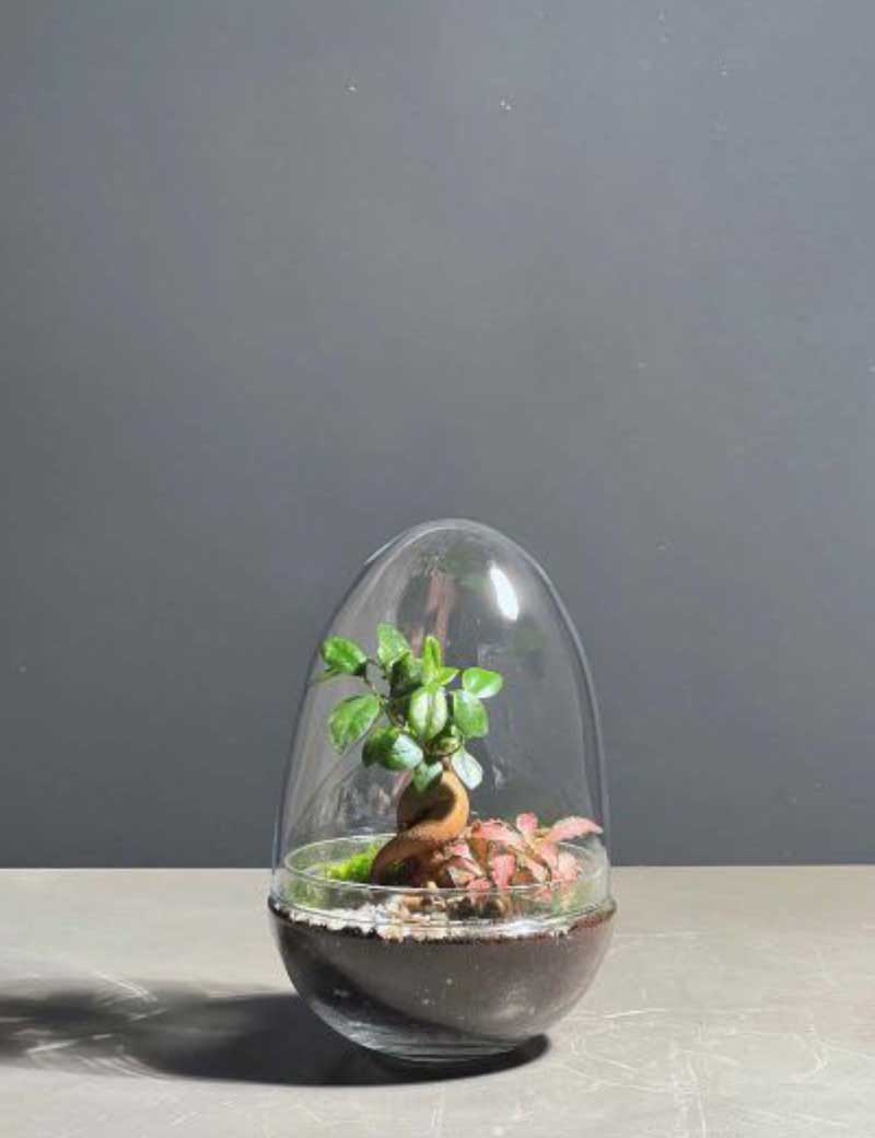 Niwa Design Oasis Terrarium