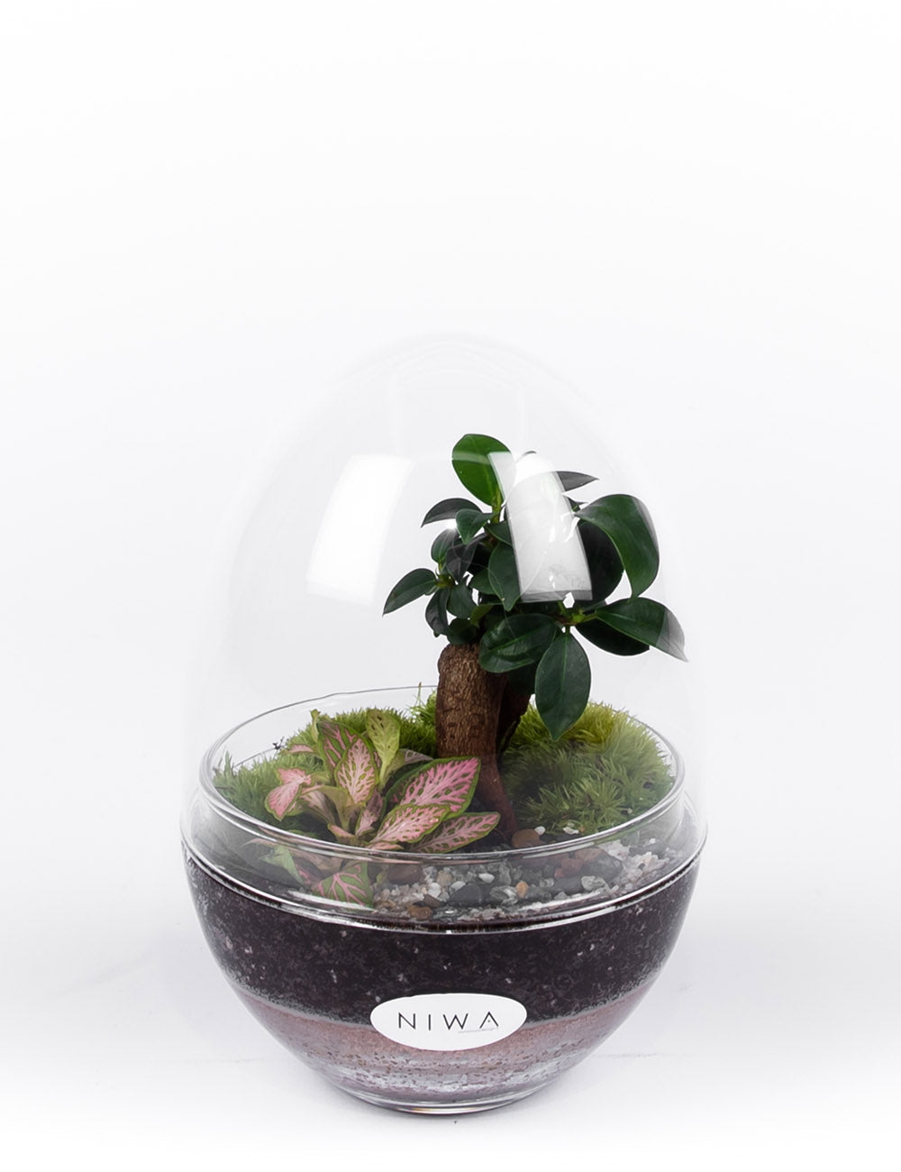 NIWA DESIGN OASIS TERRARIUM 