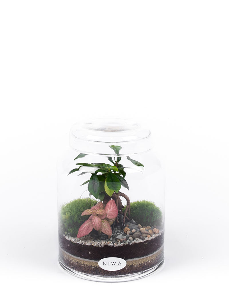 Niwa Design Pure Terrarium