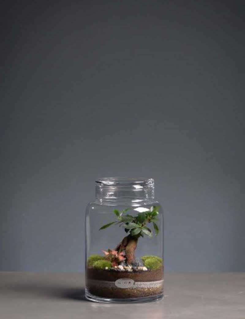 NIWA DESIGN PURE TERRARIUM