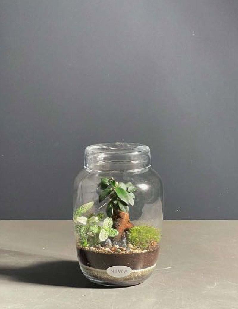 Niwa Design Reborn Terrarium